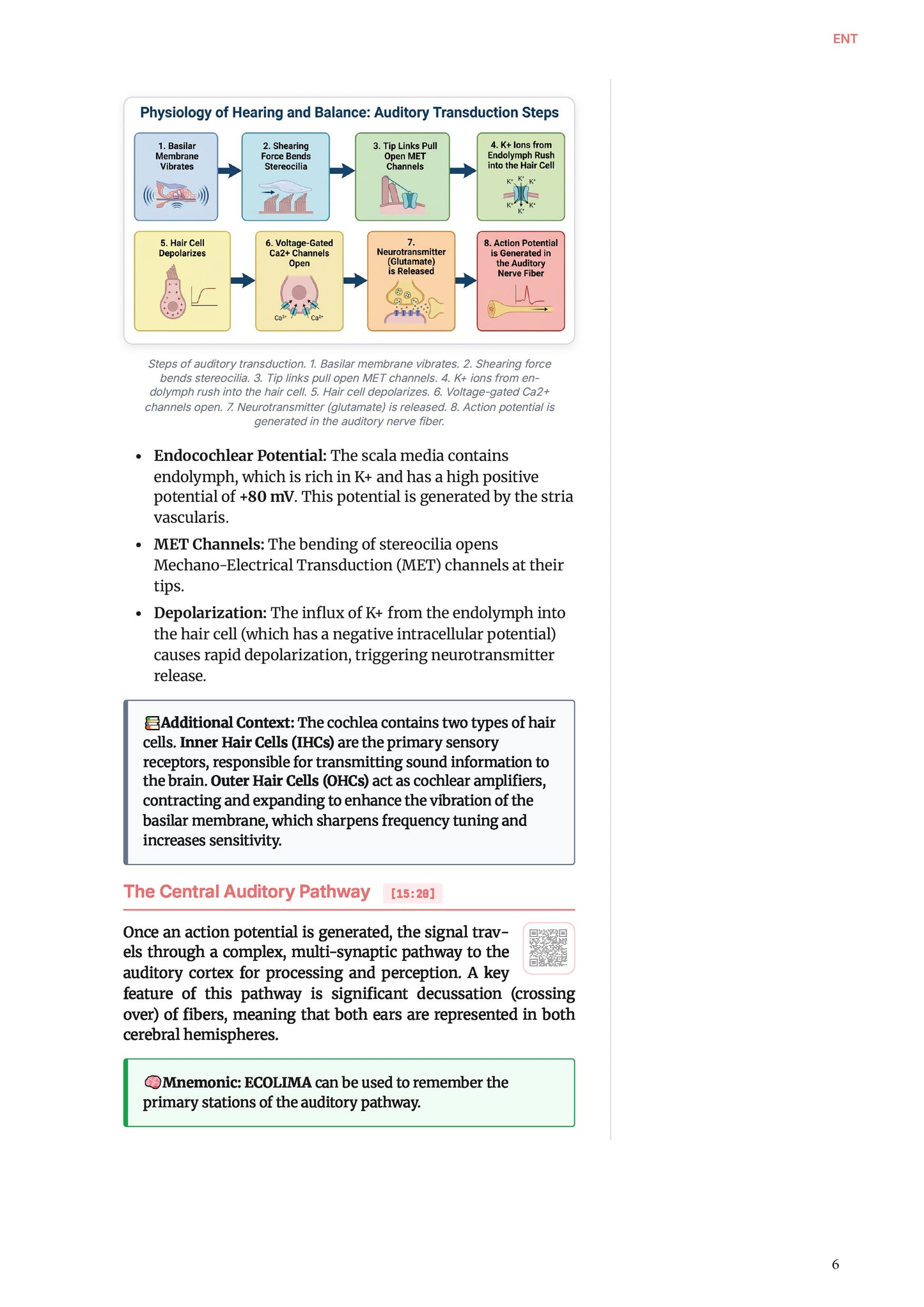 Learn Pro: Otorhinolaryngology