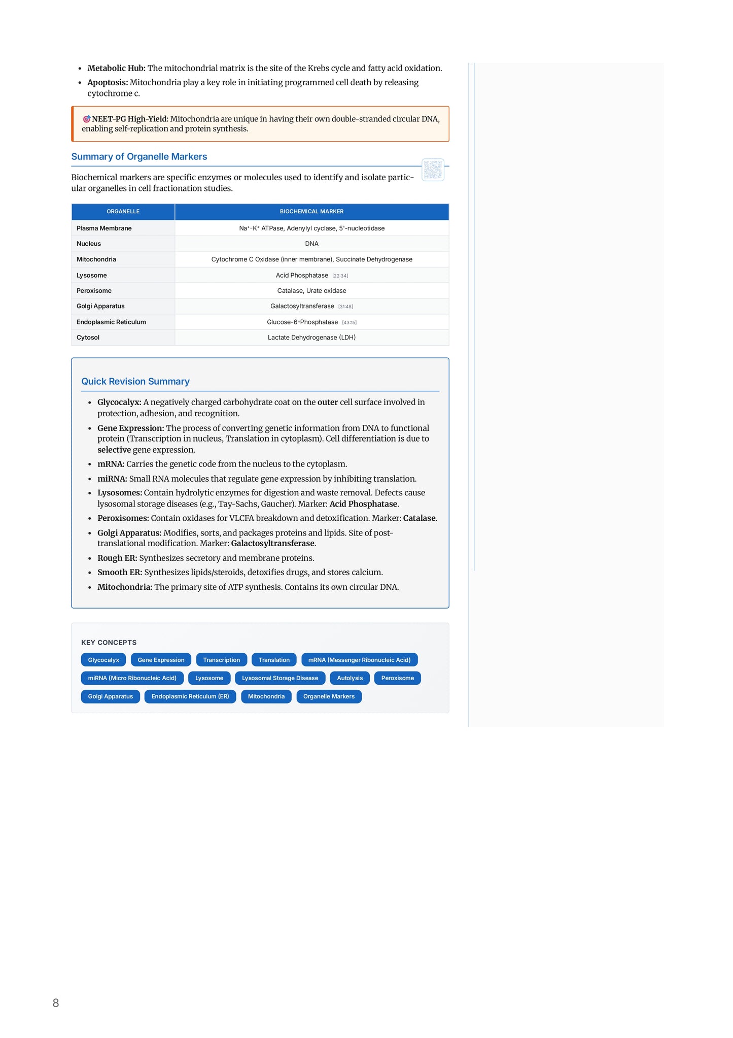 Learn Pro: Physiology